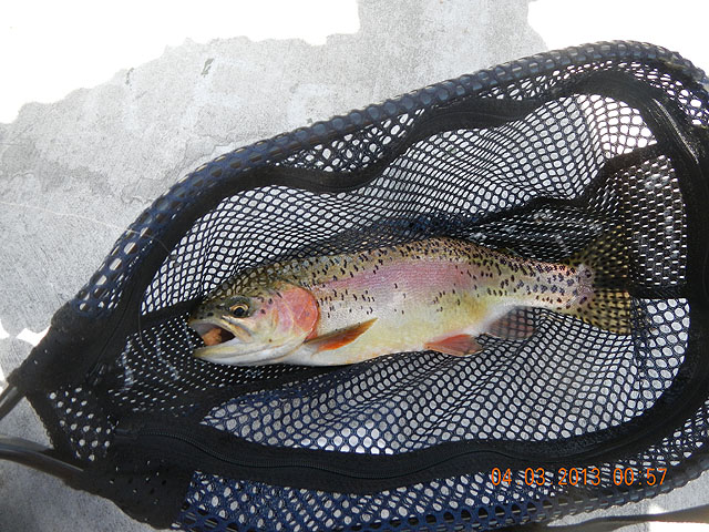 Big Sping Creek 04-03-13 008.jpg -                                